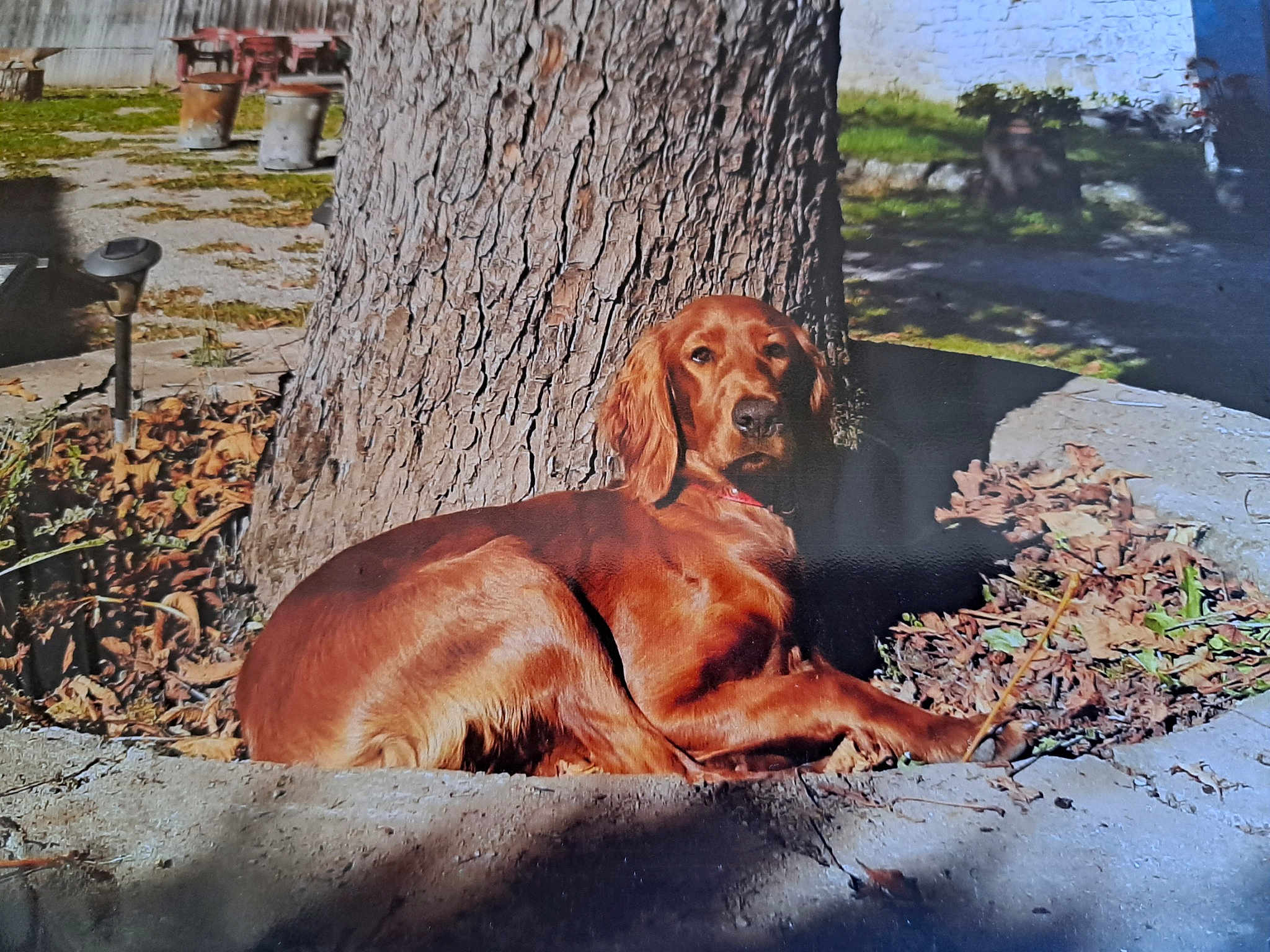 Sirene De L Hetraie Poupre