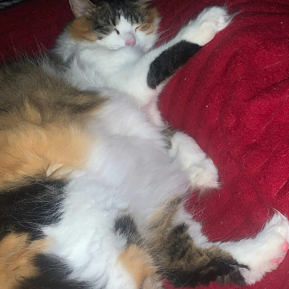 Baby La Fur is registered to the contest to win money with this photo: animal, black, blanket, brown, cat, cozy, cute, feline, fluffy, fur, indoor, lying_down, orange, paw, pet, relaxed, resting, sleepy, soft, white