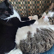 Romans And Titus joined the competition — help win amazing prizes! animal, black_and_white_cat, cat, cats, close_up, companion, couch, cozy, cute, domestic_cat, feline, fur, indoor, patterned_couch, paw_touch, pet, relaxing, resting, snuggling, tabby_cat