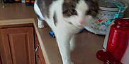 Romans And Titus is registered to the contest to win money with this photo: appliance, blurry, bottle, cabinet, cat, counter, curious, domestic, domestic_animal, feline, fur, gray, home, indoor, kitchen, pet, spices, tail, walking, white