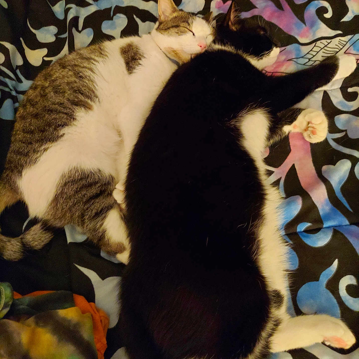 Romans And Titus joined the competition — help win amazing prizes! animal, bed, black_and_white_cat, blanket, cat, companion, cozy, cuddle, cute, feline, fur, gray_and_white_cat, indoor, pattern, paw, pet, relaxation, rest, sleep, sleeping