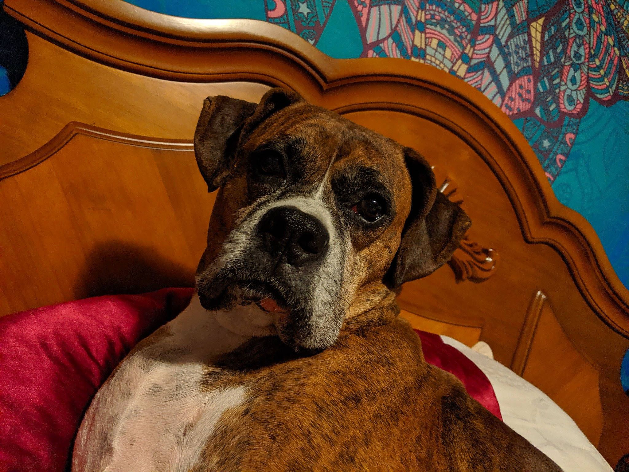 Laney joined the competition — help win amazing prizes! alano_espanol, alaunt, american_mastiff, boxer, canidae, carnivore, companion_dog, dog, dog_breed, fawn, mammal, non_sporting_group, olde_english_bulldogge, snout, sporting_group, valley_bulldog, vertebrate, whiskers, working_dog