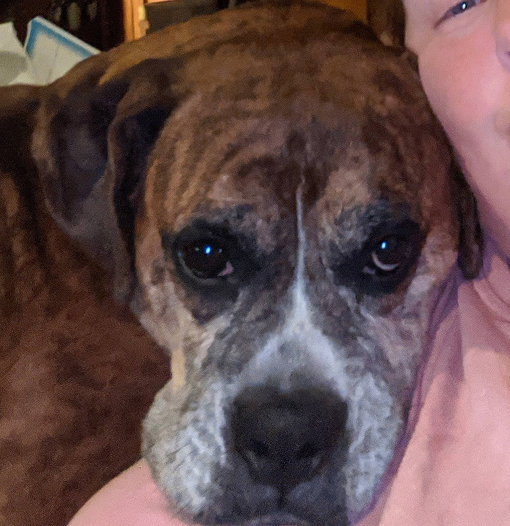 Laney joined the competition — help win amazing prizes! alaunt, bandog, canidae, carnivore, catahoula_bulldog, cimarron_uruguayo, dog, dog_breed, eye, fawn, mammal, mountain_cur, non_sporting_group, plott_hound, rare_breed_dog, snout, treeing_tennessee_brindle, valley_bulldog, vertebrate, whiskers