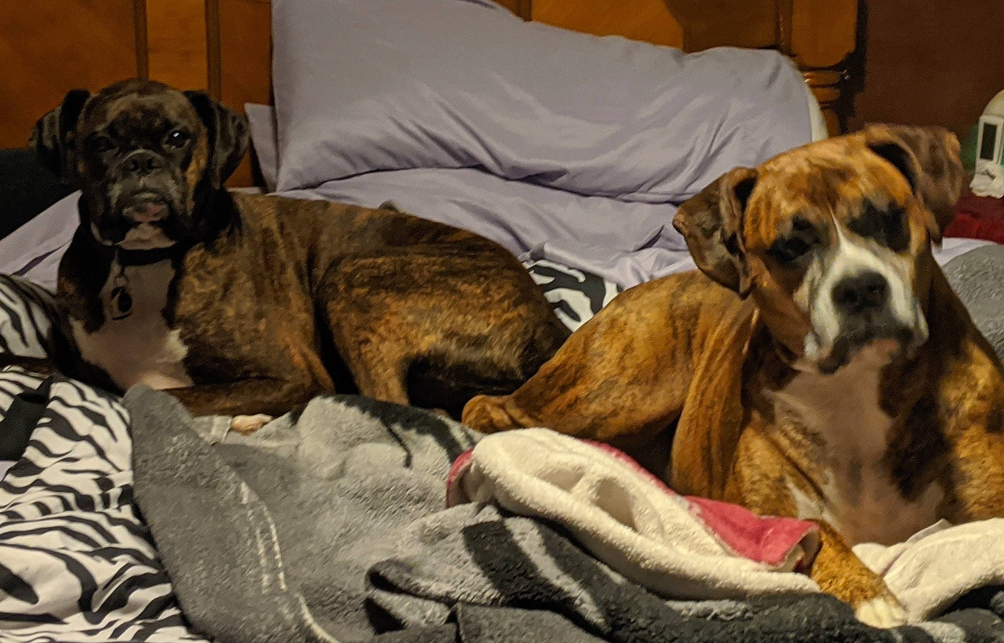 Laney is registered to the contest to win money with this photo: alano_espanol, american_mastiff, boerboel, boxer, bullmastiff, canidae, carnivore, companion_dog, dog, dog_breed, english_mastiff, fawn, mammal, nap, olde_english_bulldogge, rare_breed_dog, snout, sporting_group, valley_bulldog, vertebrate