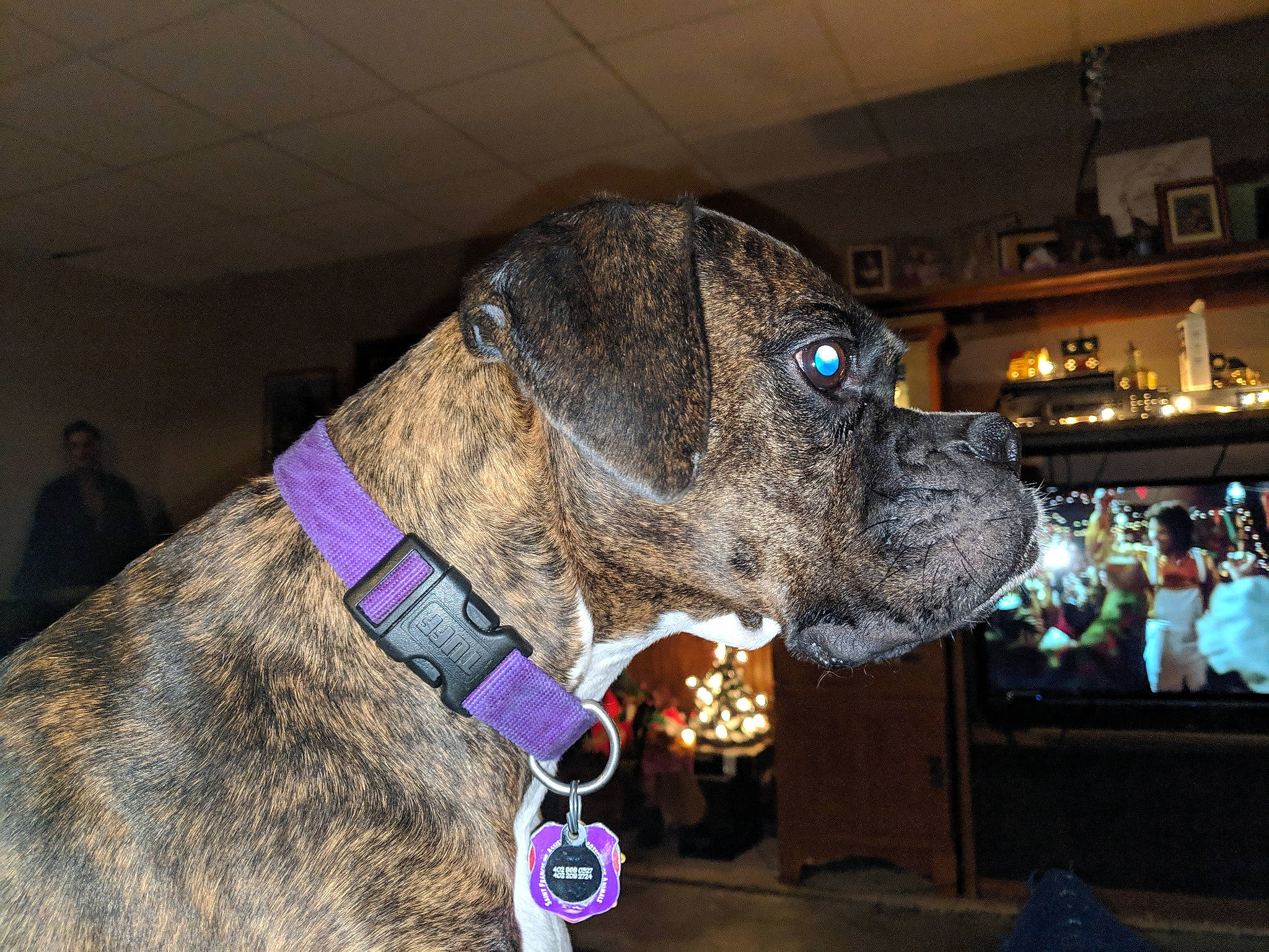 Karma is registered to the contest to win money with this photo: alano_espanol, bandog, boxer, bullmastiff, canidae, carnivore, collar, conformation_show, dog, dog_breed, dog_collar, fawn, fila_brasileiro, giant_dog_breed, leash, non_sporting_group, perro_de_presa_canario, snout, sporting_group, valley_bulldog