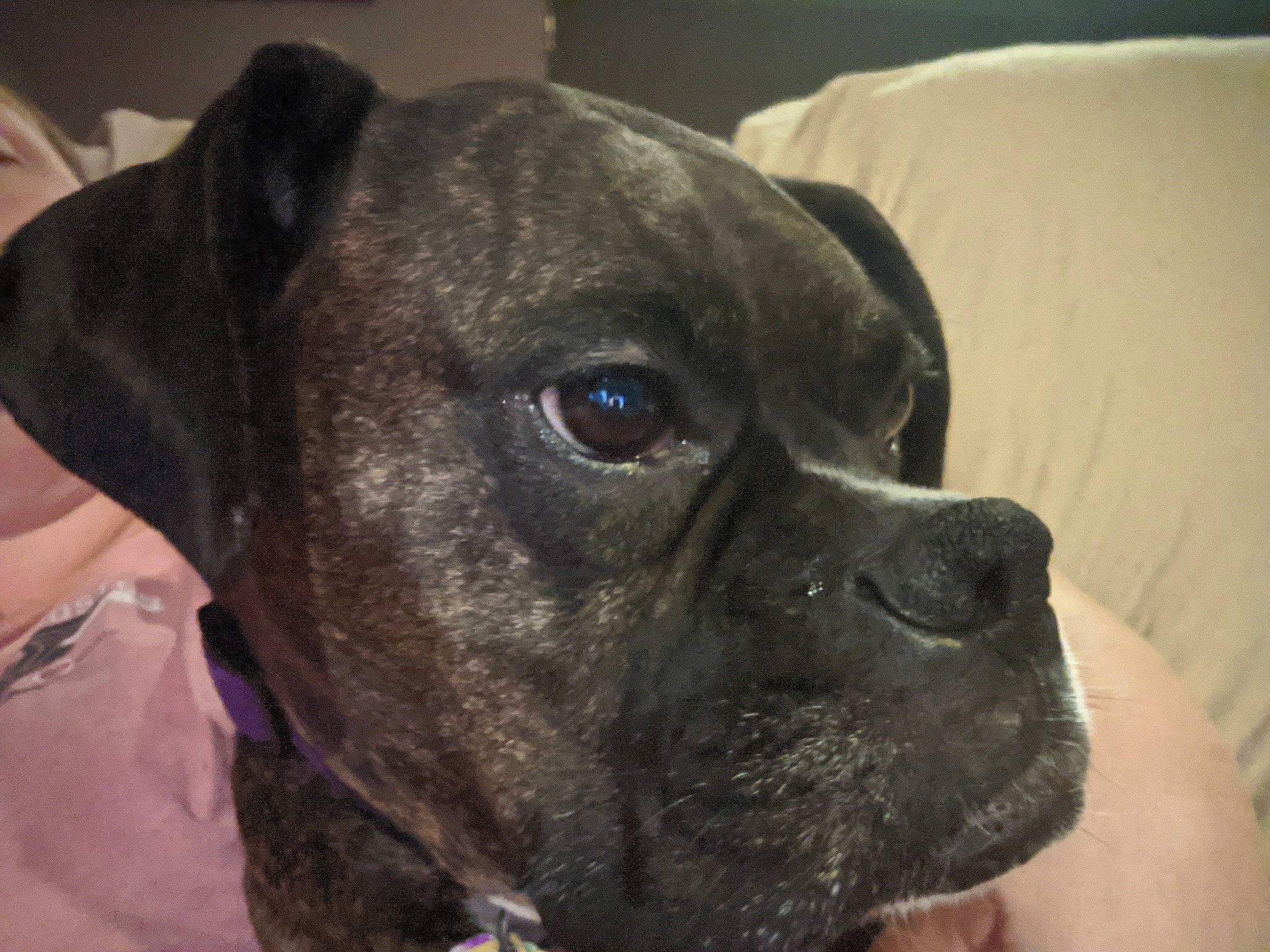 Karma is registered to the contest to win money with this photo: american_pit_bull_terrier, bandog, boxer, canidae, carnivore, companion_dog, dog, dog_breed, dog_collar, ear, eye, fawn, mammal, non_sporting_group, snout, sporting_group, staffordshire_bull_terrier, valley_bulldog, vertebrate, whiskers