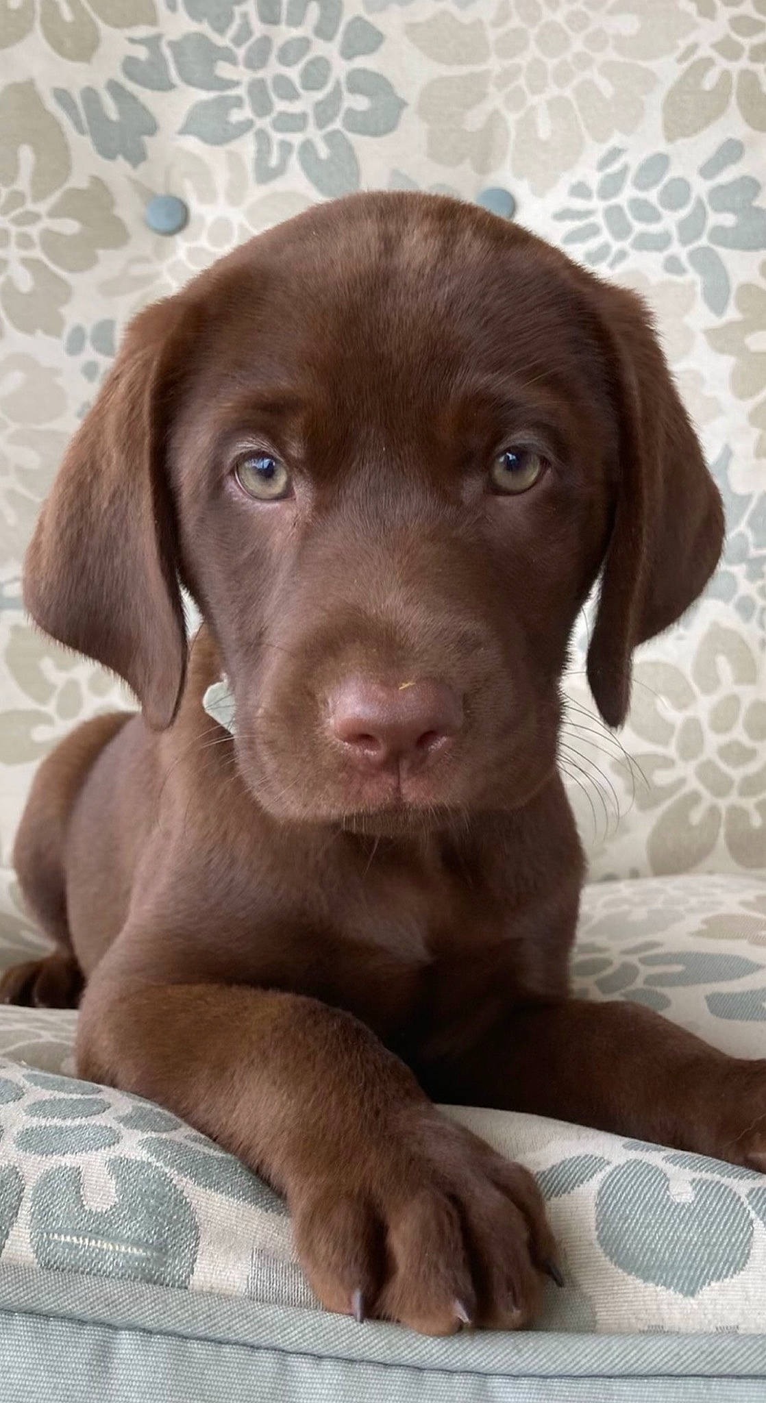 Millie joined the competition — help win amazing prizes! borador, canidae, carnivore, companion_dog, dog, dog_breed, eye, fawn, fur, gun_dog, hunting_dog, liver, snout, sporting_group, whiskers, wood, working_animal