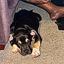 True joined the competition — help win amazing prizes! black_dog, carpet, companion, cozy, cute, dog, floor, furniture, home, indoor, legs, paw, person, pet, puppy, relaxation, resting, sleeping, tan_markings, toes