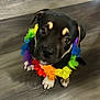 True joined the competition — help win amazing prizes! adorable, animal, black_dog, close_up, colorful, companion, cute, dog, domestic_animal, floor, flower_lei, indoor, looking_up, pet, portrait, puppy, rainbow, sitting, wooden_floor, young_dog