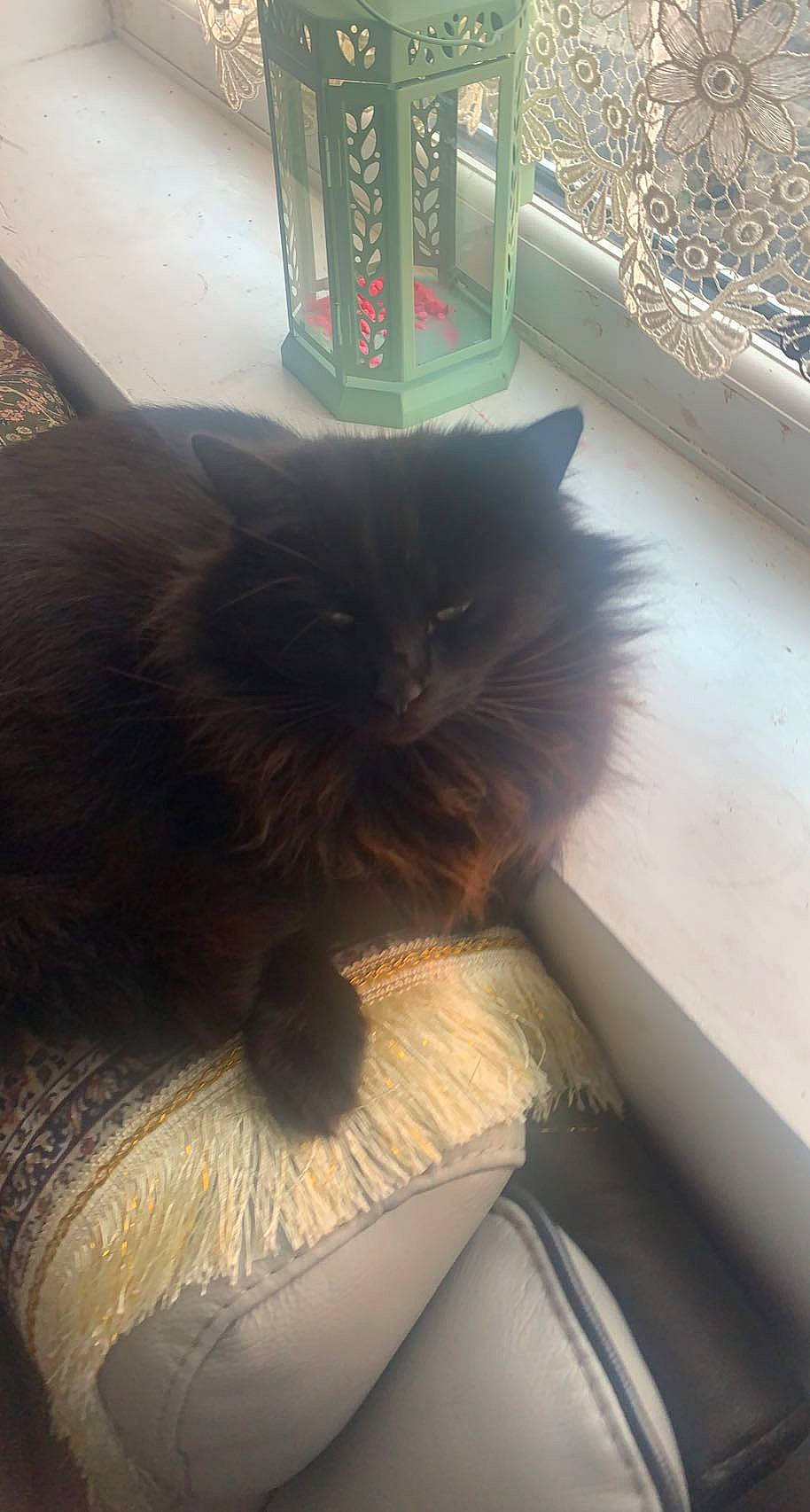 Jugnu is registered to the contest to win money with this photo: black_cat, box, carnivore, cat, comfort, domestic_short_haired_cat, felidae, flooring, fur, grey, human_leg, sitting, small_to_medium_sized_cats, snout, tail, tints_and_shades, whiskers, window, wood