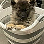 animal, basket, container, cute, dog, domestic_animal, ears, floor, fluffy, fur, furry, indoor, looking_down, paw, pet, portrait, puppy, small, snout, young