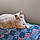 Tabitha
