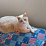 animal, blue_eyes, calm, cat, cozy, cream_color, cute, domestic, fabric, feline, fluffy, indoor, laying, patchwork, pet, quilt, relaxed, resting, soft, white_color