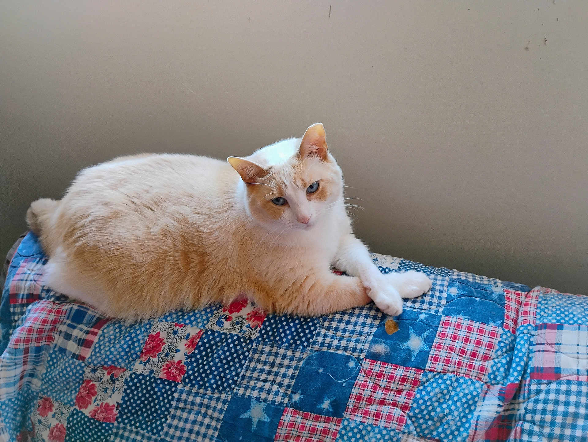 Tabitha