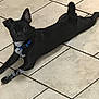 dog, black_dog, tile_floor, collar, pet, animal, indoor, relaxed, laying_down, curious, white_paws, white_chest, ears, floor_tiles, domestic_animal, companion, canine, looking_at_camera, blue_collar, one_ear_up