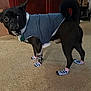Jak Jak is registered to the contest to win money with this photo: dog, pet, black_dog, clothing, jacket, socks, carpet, indoor, curious, small_dog, paw_wear, pet_accessory, standing, looking, ears_up, wide_eyes, home, floor, animal, cute
