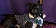 Jak Jak is registered to the contest to win money with this photo: dog, black_dog, pet, socks, clothing, coat, indoor, purple_rug, purple_background, animal, canine, paw_prints, collar, tag, alert, lying_down, cute, cozy, warm, fashion