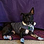 dog, black_dog, pet, socks, clothing, coat, indoor, purple_rug, purple_background, animal, canine, paw_prints, collar, tag, alert, lying_down, cute, cozy, warm, fashion