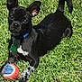 alert, animal, ball, black_dog, collar, cute, dog, fun, grass, nature, outdoor, paw, pet, playing, puppy, small_dog, summer, sunlight, toy, young