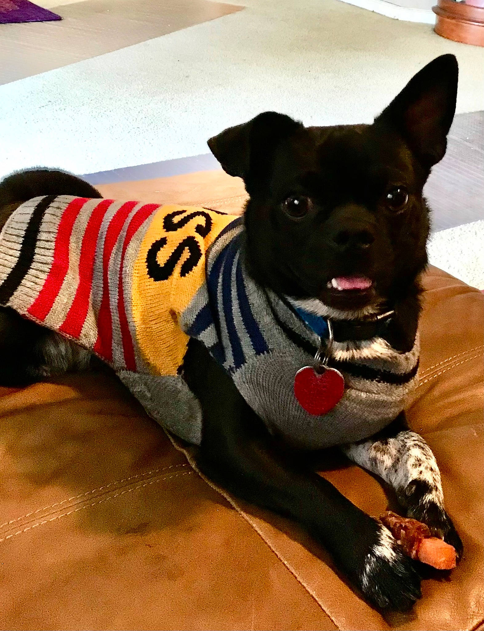 Jak Jak is registered to the contest to win money with this photo: carnivore, collar, companion_dog, dog, dog_breed, dog_clothes, dog_collar, dog_supply, fawn, flooring, fur, pattern, pet_supply, sleeve, snout, sporting_group, t_shirt, toy_dog, whiskers, working_animal