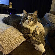 Munchie is registered to the contest to win money with this photo: cat, feline, pet, long_hair, white_paws, whiskers, blanket, ottoman, living_room, couch, furniture, indoor, cozy, relaxed, portrait, tabby, fur, big_eyes, television, human_leg