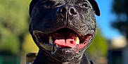 Urus participe au concours pour gagner de l'argent avec cette photo : dog, black_dog, canine, pet, animal, outdoor, harness, happy, tongue, smile, closeup, portrait, daylight, nature, blue_sky, greenery, sunlight, fur, ears, nose