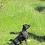 dog, black_dog, grass, meadow, trees, outdoor, sunlight, nature, animal, canine, collar, sitting, greenery, scenic, pet, summer, daytime, watchful, field, leash