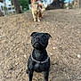 Urus a rejoint le concours — aidez-le/la à gagner de superbes lots ! dog, black_dog, chain_collar, outdoor, dirt_ground, blurred_background, brown_dog, white_dog, trees, buildings, sunny_day, animal, pet, canine, sitting, looking_up, park, nature, daytime, portrait