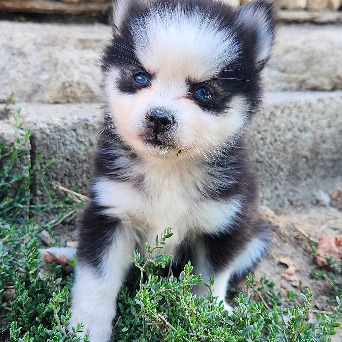 Bella participe au concours pour gagner de l'argent avec cette photo : puppy, dog, black_and_white, fluffy, cute, outdoor, garden, greenery, stone_steps, portrait, sitting, facial_expression, blue_eyes, fur, small_dog, pet, nature, close_up, centered_subject, adorable