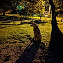 animal, backyard, calm, dark, dog, evening, fence, grass, light, nature, night, outdoor, parked_cars, quiet, residential_area, shadow, silhouette, sitting, streetlamp, tree