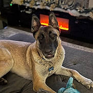Oliver is registered to the contest to win money with this photo: animal, black, brown, collar, comfort, couch, cozy, decorations, dog, ears, fireplace, fur, home, indoor, living_room, pet, plush_toy, relaxed, resting, toy