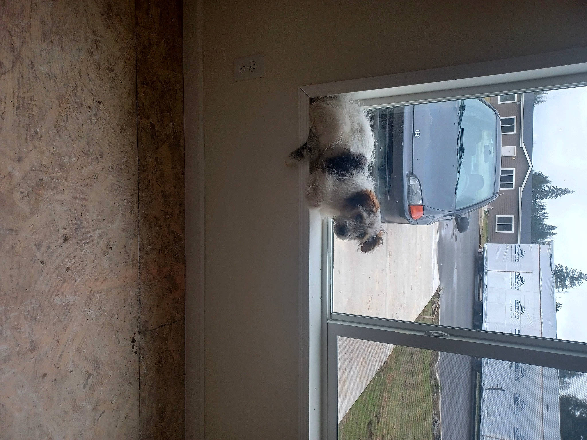 Buddy is registered to the contest to win money with this photo: building, car, carnivore, dog, electrical_supply, electrical_wiring, facade, fixture, glass, home_door, house, room, sash_window, sky, tree, vehicle, vehicle_door, window, windshield, wood