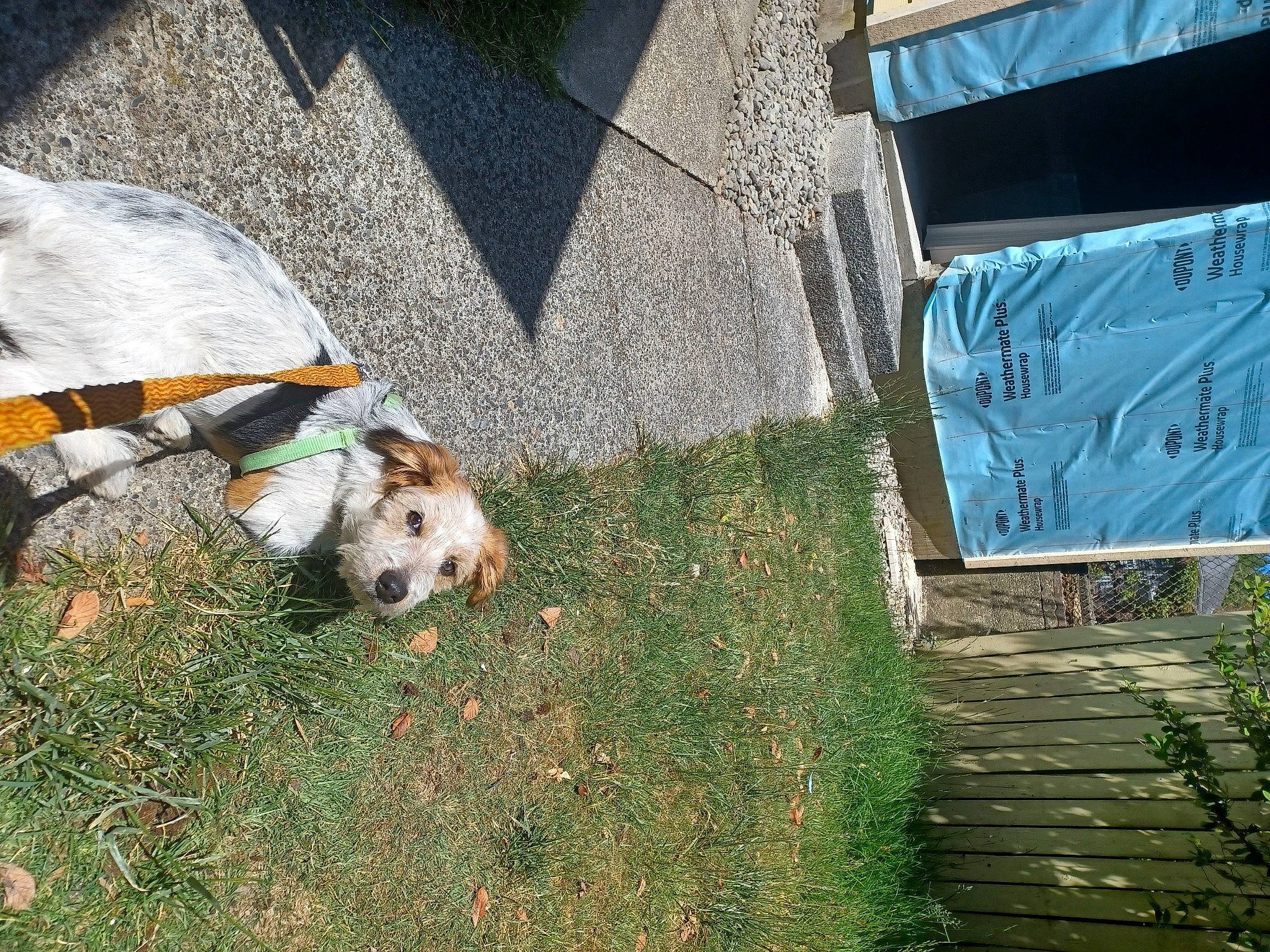 Buddy is registered to the contest to win money with this photo: canidae, carnivore, chair, companion_dog, dog, dog_breed, dog_clothes, fawn, flooring, grass, leash, plant, road_surface, sidewalk, small_terrier, sporting_group, tail, terrier, tints_and_shades, toy_dog