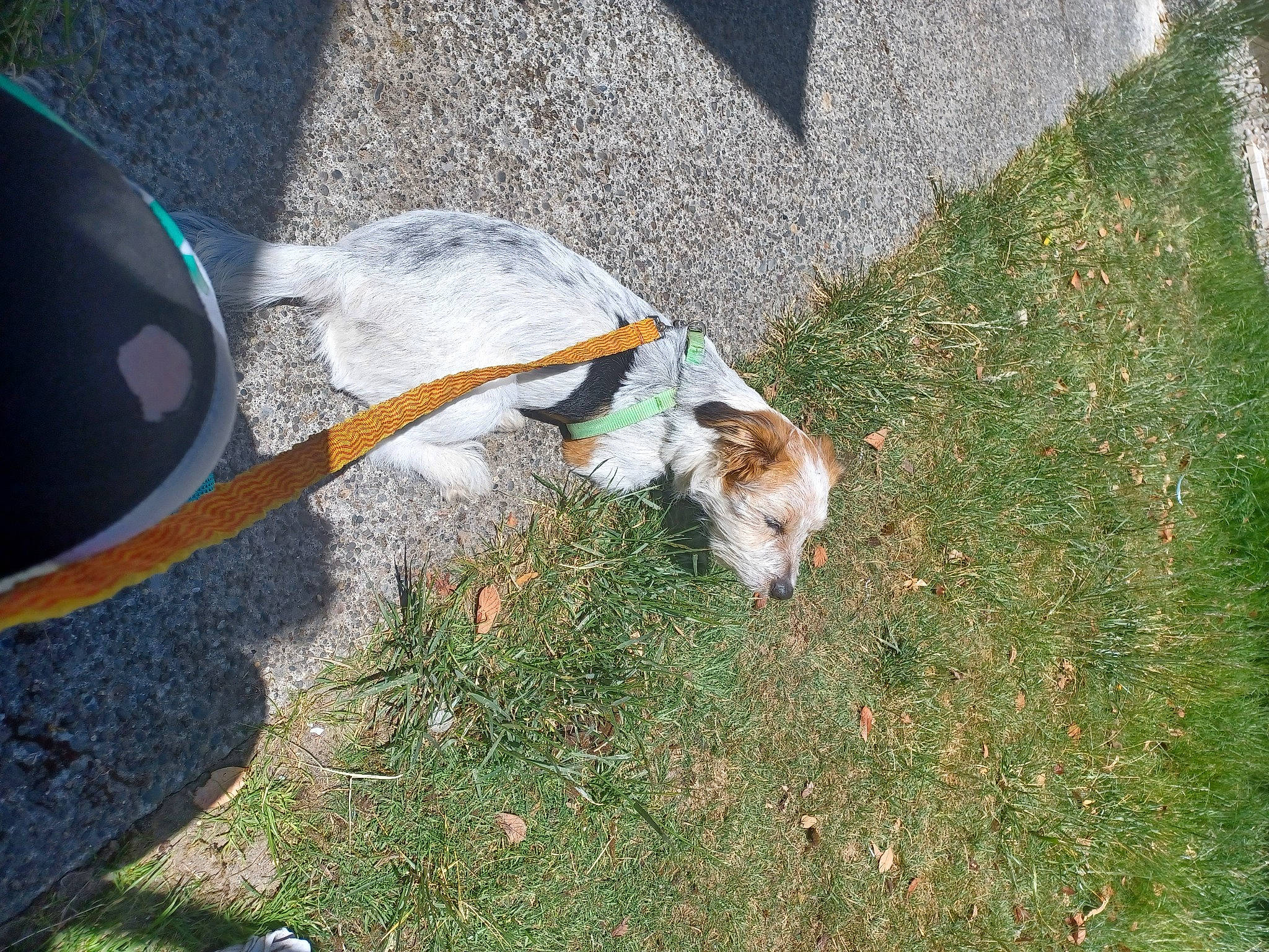 Buddy is registered to the contest to win money with this photo: asphalt, carnivore, companion_dog, concrete, curb, dog, dog_breed, fawn, felidae, grass, leash, plant, road_surface, shadow, sidewalk, soil, tail, toy_dog, yard