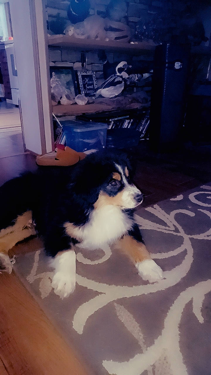 Ranger is registered to the contest to win money with this photo: bernese_mountain_dog, canidae, carnivore, chair, companion_dog, dog, dog_breed, flooring, fur, hardwood, herding_dog, sporting_group, toy_dog, working_dog