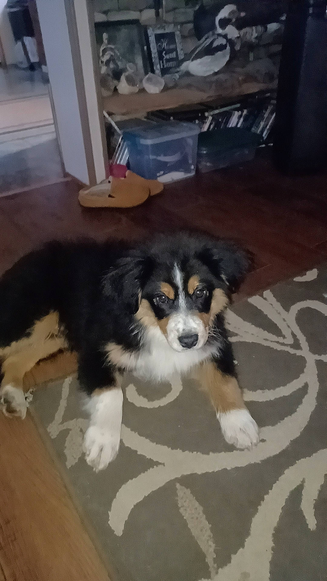 Ranger is registered to the contest to win money with this photo: canidae, carnivore, chair, companion_dog, dog, dog_breed, flooring, fur, hardwood, room, snout, sporting_group, toy_dog, working_dog