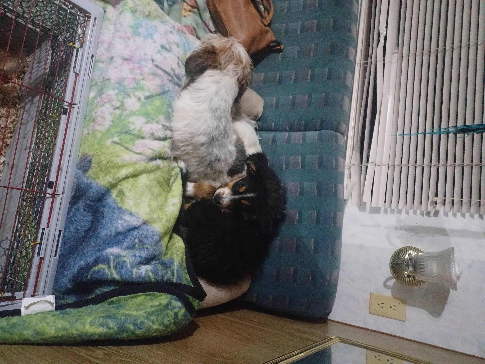 Ranger joined the competition — help win amazing prizes! art, comfort, companion_dog, door, felidae, flooring, fur, house, linens, room, sitting, small_to_medium_sized_cats, tail, visual_arts, whiskers, window, wood