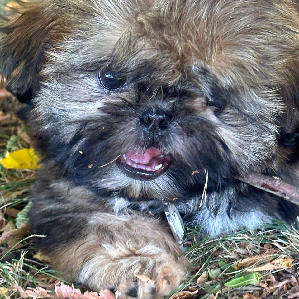 Guizmo participe au concours pour gagner de l'argent avec cette photo : adorable, animal, closeup, cute, dog, eyes, fur, grass, leaves, lying_down, mouth, nature, outdoor, paw, pet, playing, puppy, scruffy, stick, young