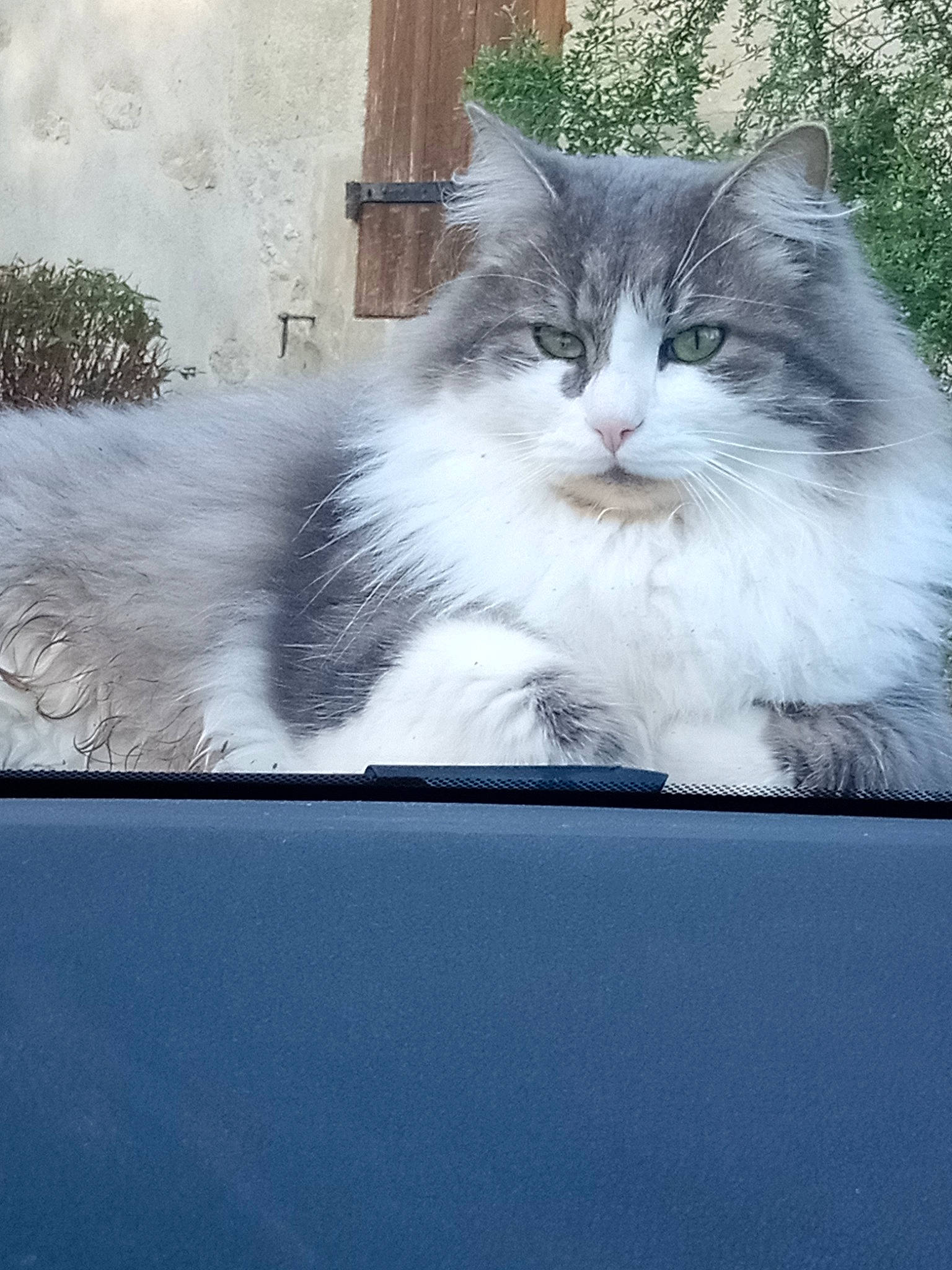Couscous participe au concours pour gagner de l'argent avec cette photo : art, box, carnivore, cat, domestic_short_haired_cat, felidae, fur, paw, plant, rectangle, small_to_medium_sized_cats, snout, tail, whiskers, window, windshield