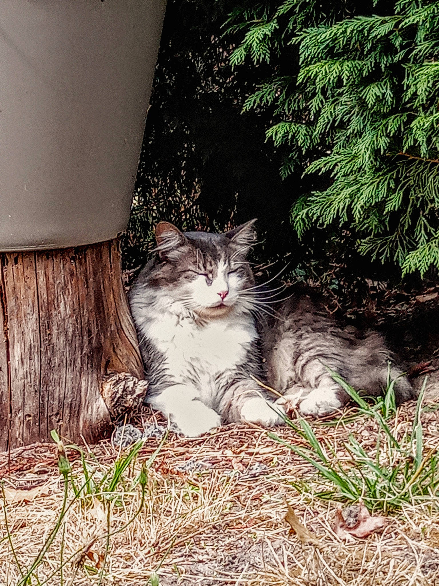 Couscous a rejoint le concours — aidez-le/la à gagner de superbes lots ! carnivore, cat, domestic_short_haired_cat, felidae, fur, grass, groundcover, paw, plant, sitting, small_to_medium_sized_cats, snout, tail, terrestrial_animal, tints_and_shades, tree, trunk, whiskers, window, wood