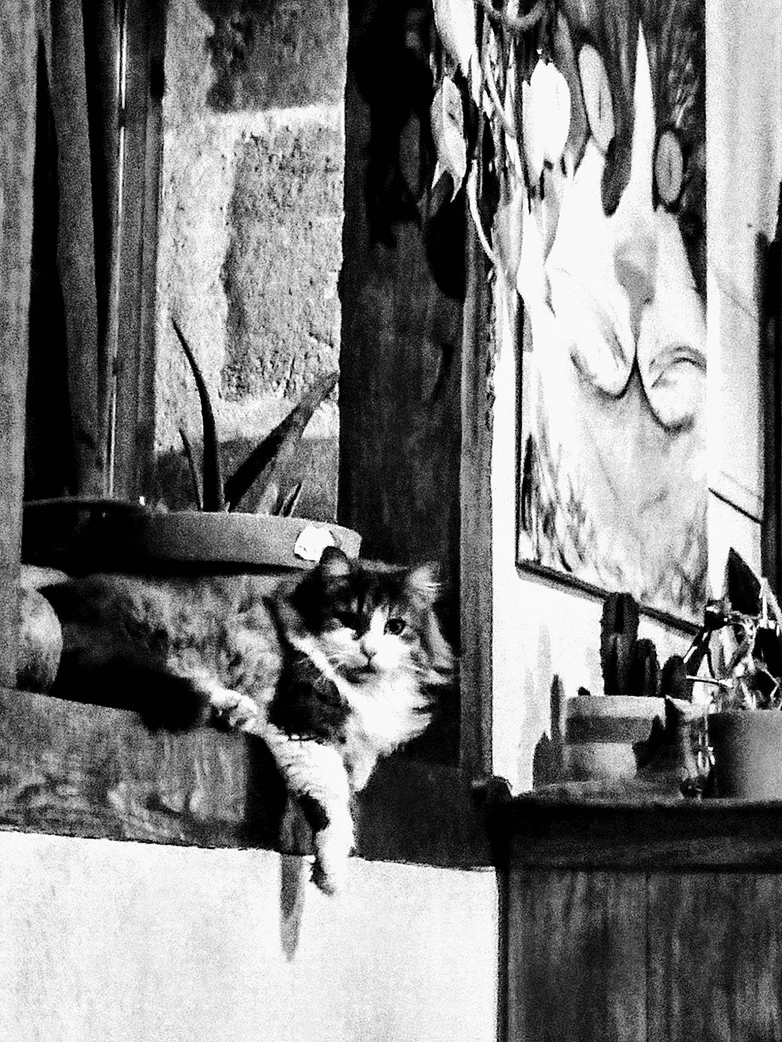 Couscous a rejoint le concours — aidez-le/la à gagner de superbes lots ! art, black, black_and_white, carnivore, cat, domestic_short_haired_cat, door, felidae, monochrome, monochrome_photography, picture_frame, room, small_to_medium_sized_cats, still_life_photography, style, tints_and_shades, whiskers, white, window, wood