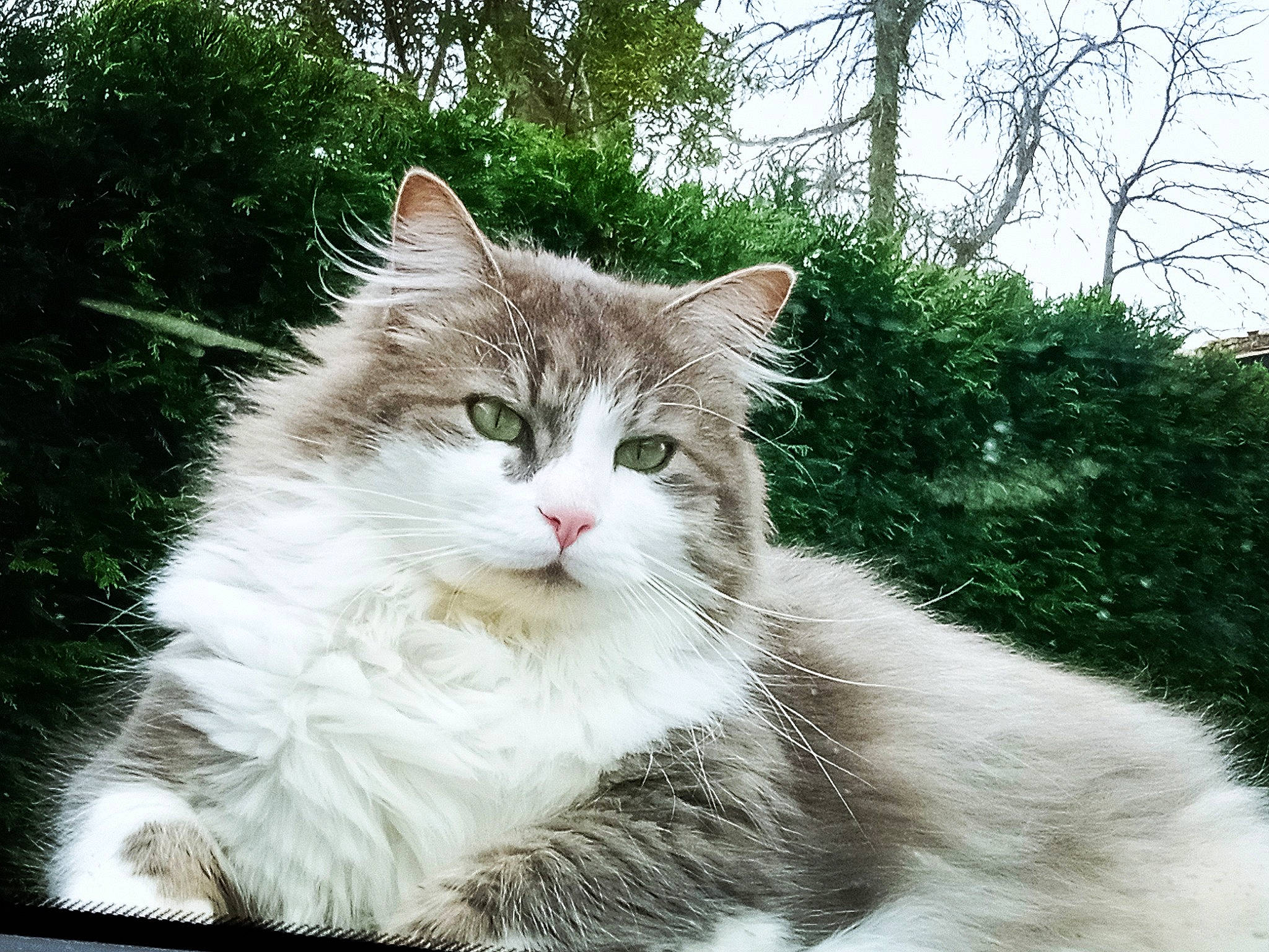 Couscous participe au concours pour gagner de l'argent avec cette photo : carnivore, cat, domestic_short_haired_cat, eye, felidae, fur, grass, paw, plant, sitting, small_to_medium_sized_cats, smile, snout, tail, terrestrial_animal, tree, whiskers, wildlife, window