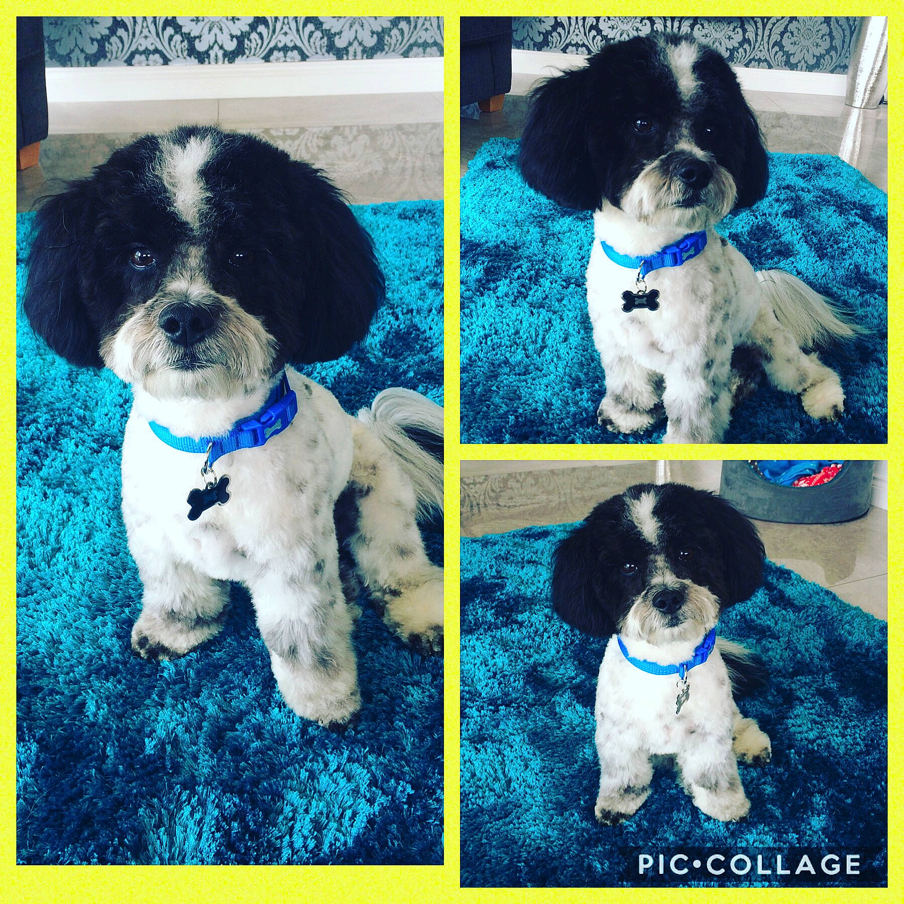 Rambo is registered to the contest to win money with this photo: blue, canidae, carnivore, collar, companion_dog, dog, dog_breed, dog_collar, dog_supply, electric_blue, fashion_accessory, fur, green, pattern, pet_supply, plant, snout, sporting_group, working_animal