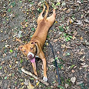 Vahìa a rejoint le concours — aidez-le/la à gagner de superbes lots ! animal, autumn, brown_dog, canine, collar, daylight, dog, forest_floor, ground, happy, laying_down, leash, leaves, nature, outdoor, pet, playful, stick, tongue_out, tree_leaves