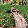 Vahìa a rejoint le concours — aidez-le/la à gagner de superbes lots ! autumn, black_dog, brown_dog, canine, chewing, dog, fall_foliage, fun, grass, greenery, harness, leaves, log, nature, outdoor, park, pet, playing, tree, wood