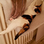 June participe au concours pour gagner de l'argent avec cette photo : bed, carnivoran, cat, cat_like_mammal, chair, couch, floor, flooring, fur, furniture, leg, mammal, nap, product, room, skin, small_to_medium_sized_cats, tail, whiskers, wood