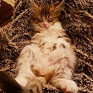 Olly a rejoint le concours — aidez-le/la à gagner de superbes lots ! carnivoran, cat, cat_like_mammal, eye, fauna, fur, kitten, mammal, paw, skin, small_to_medium_sized_cats, snout, whiskers