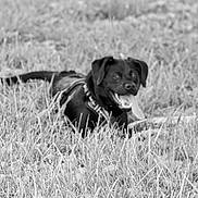 Daphne is registered to the contest to win money with this photo: dog, black_dog, grass, outdoor, animal, pet, tongue_out, lying_down, nature, canine, happy, relaxed, monochrome, black_and_white, field, fur, collar, playful, summer, resting