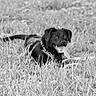 dog, black_dog, grass, outdoor, animal, pet, tongue_out, lying_down, nature, canine, happy, relaxed, monochrome, black_and_white, field, fur, collar, playful, summer, resting