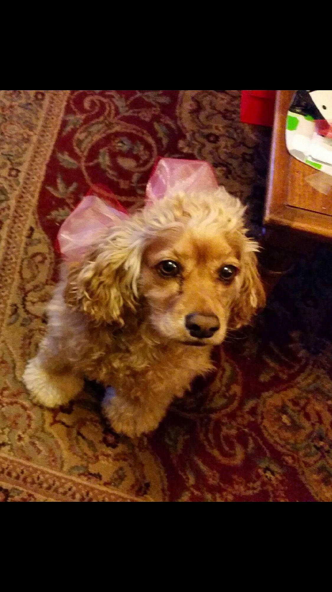 Bella joined the competition — help win amazing prizes! canidae, carnivore, companion_dog, dog, dog_breed, fawn, flooring, fur, liver, pattern, poodle, puppy, puppy_love, snout, sporting_group, toy_dog, water_dog, wood, working_animal